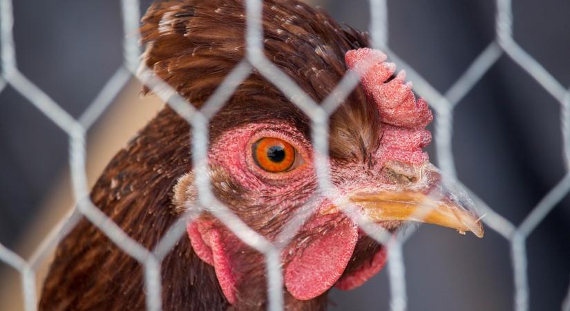 Feloldott egy megfigyelési körzetet a Nébih