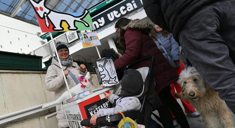 A Magyar Kétfarkú Kutya Párt szerint szervezett fellebbezési akció indult jelöltjeik nyilvántartásba vétele ellen