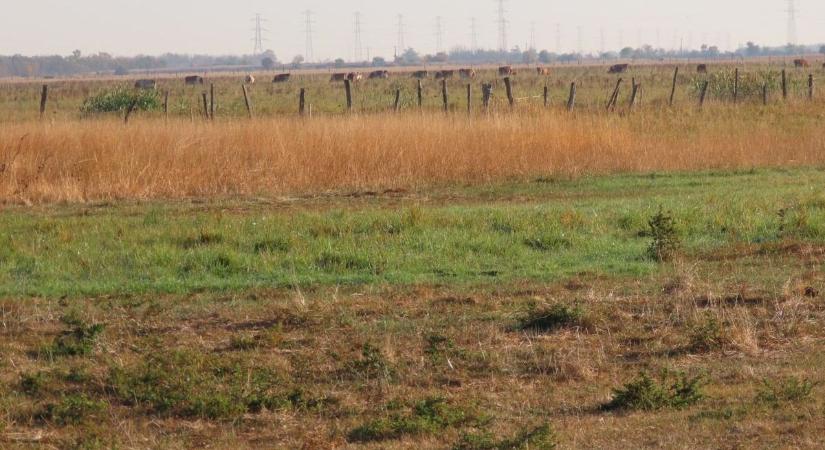 Szinte csoda történt: vizet kaptak a földek, néhány hét alatt újjáéledt a természet