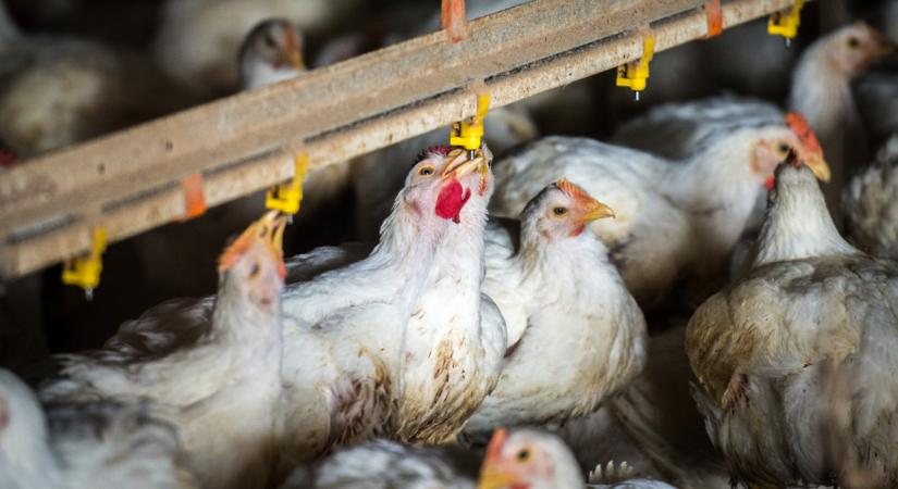 Döntött a hatóság: megszűnt a korlátozás Magyarországon