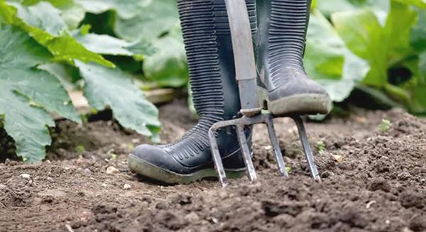 Zöldtrágyázás: nem csak a szántóföldeken hasznos