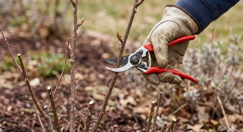 Rózsametszés tavasszal: ezt az egy ágat mindenki rosszul vágja le