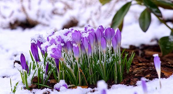A téli fagy előnyei a konyhakertben