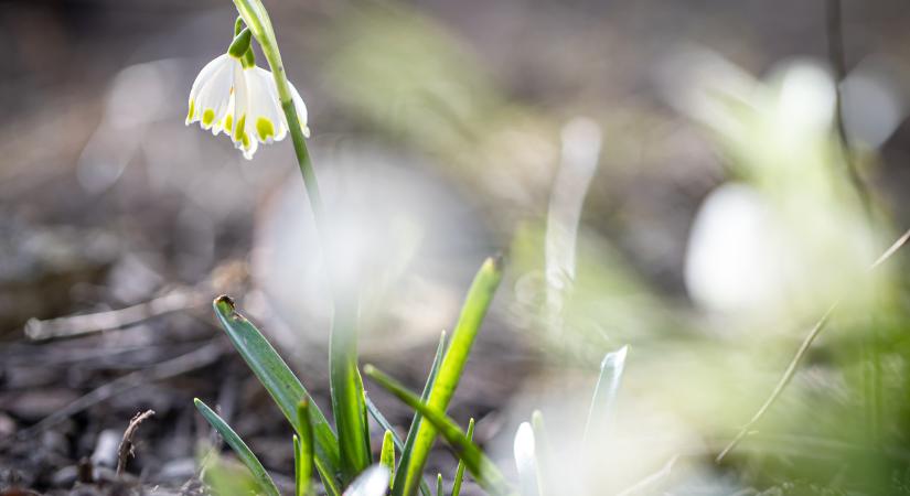 Időjárás: nehogy azt higgye, hogy elmúltak a fagyok