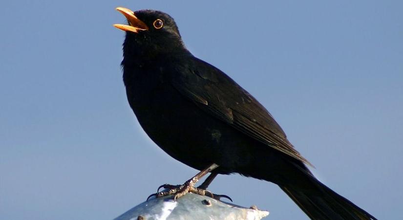 Már a fekete rigó sem a régi - a városban élő madarak nem is értik erdei társaik énekét