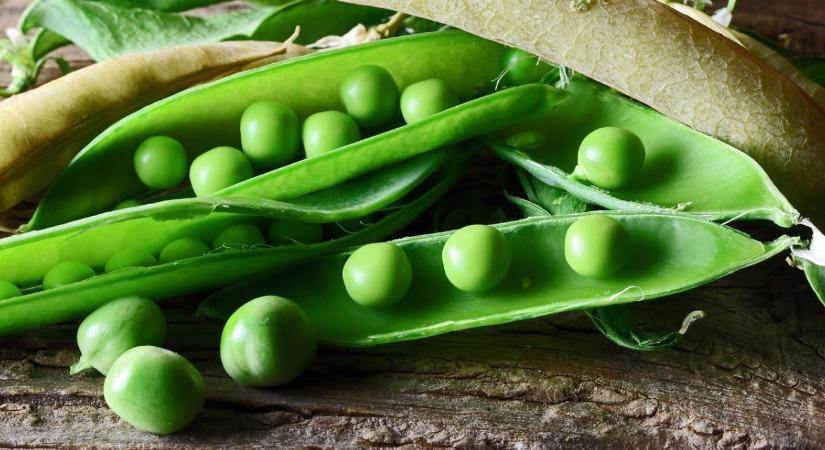 Zöldborsó vetése: mikor és milyen mélyre kell vetni?