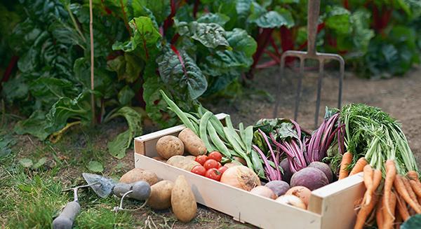 Ezzel a 101 dologgal indítsunk a kertben