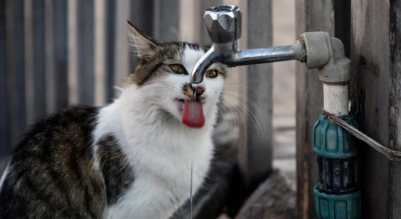 Ilyen vicces technikával még nem láttunk macskát inni (videó)