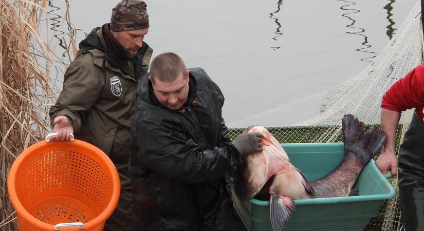 Utolsó esély, érdemes sietni: 10 tonna hal sorsa dől el