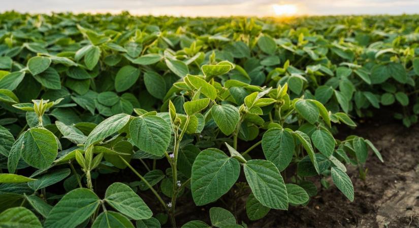 Prémium felár a láthatáron: Így termeljen élelmiszeripari szóját 2026-ban