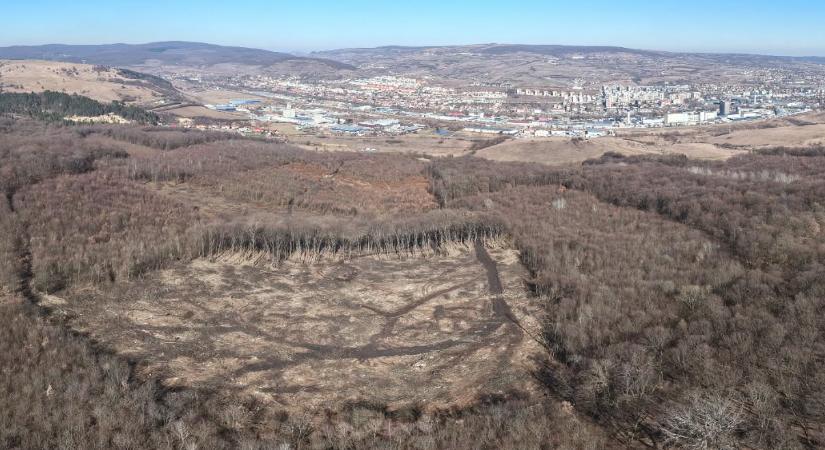 Nyílt levélben követelik a Hója-erdő azonnali védetté nyilvánítását