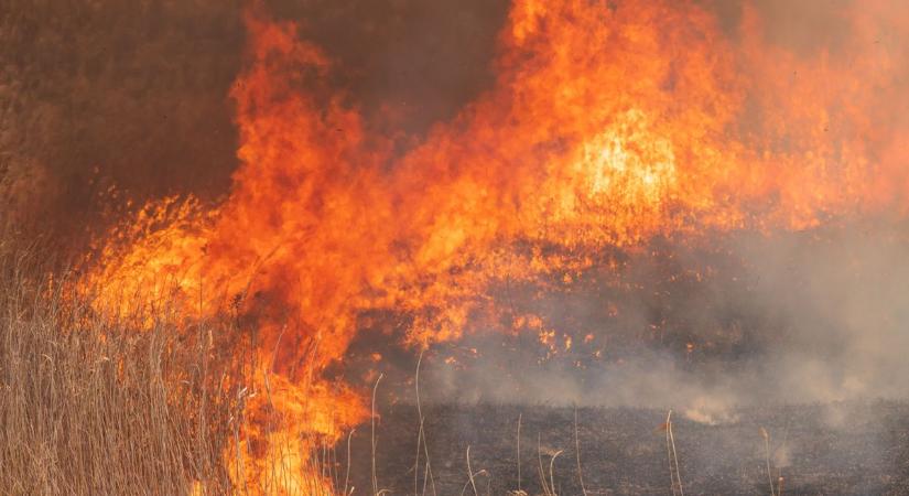 Gumihalom és száraz növényzet kapott lángra