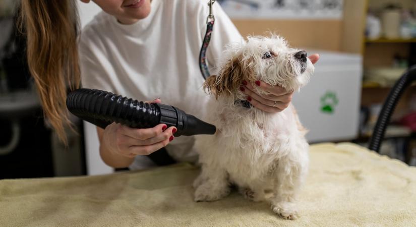Gazdiként ne kövesd el ezeket a hibákat, mert szorongóvá válhat tőle a kutyád