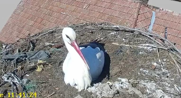 Maros megye: visszatért a gólya Sáromberkére (VIDEÓ)