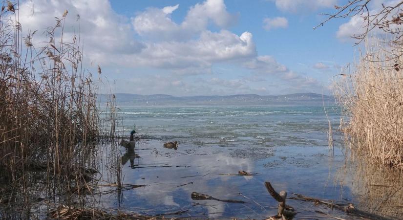 Láthatatlan kór terjed a Balatonban: a pontyok sincsenek biztonságban