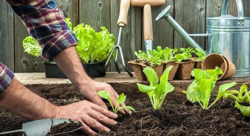 Családi eszmecsere: mit ültessünk a kertbe?