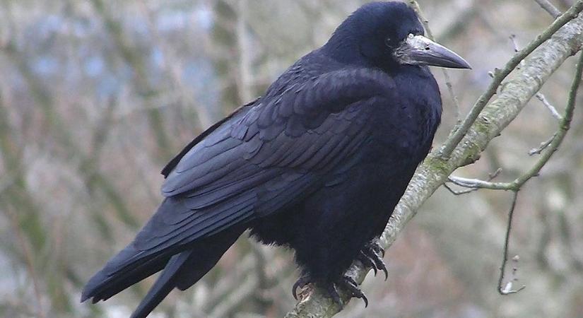 A településeken fészkelő vetési varjakat veszi számba a Magyar Madártani Egyesület