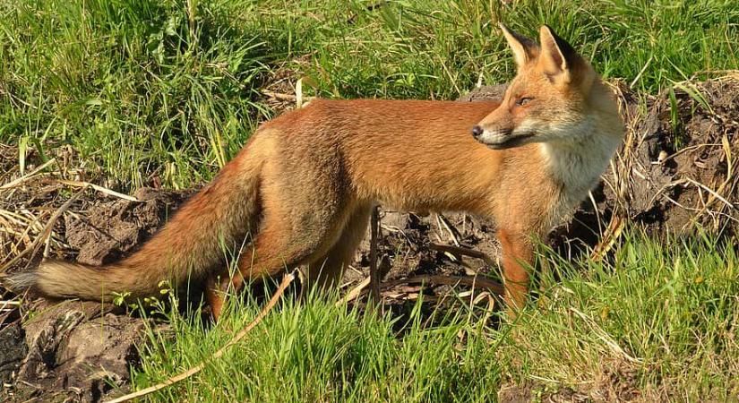 Március végén kezdődik a rókavakcinázás