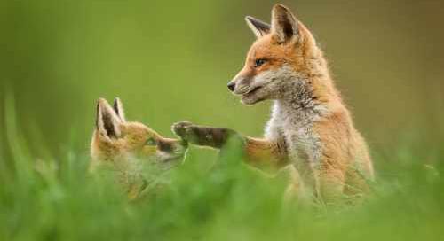 Március végén indul a tavaszi rókavakcinázás