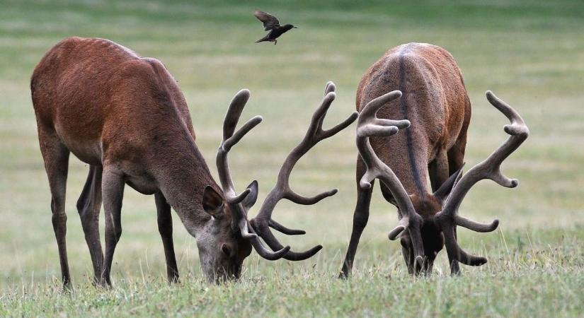 Hazavihetjük az erdőben talált agancsot?