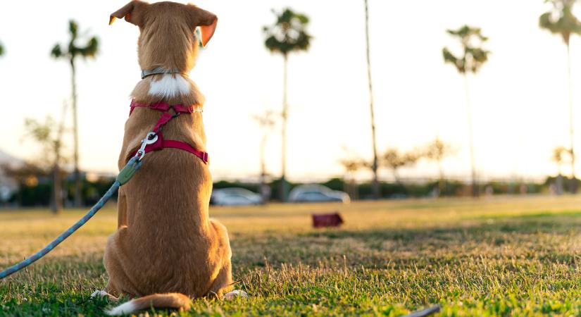 Ezért ül le háttal neked a kutyád – egyáltalán nem azt jelenti, amit elsőre gondolsz!