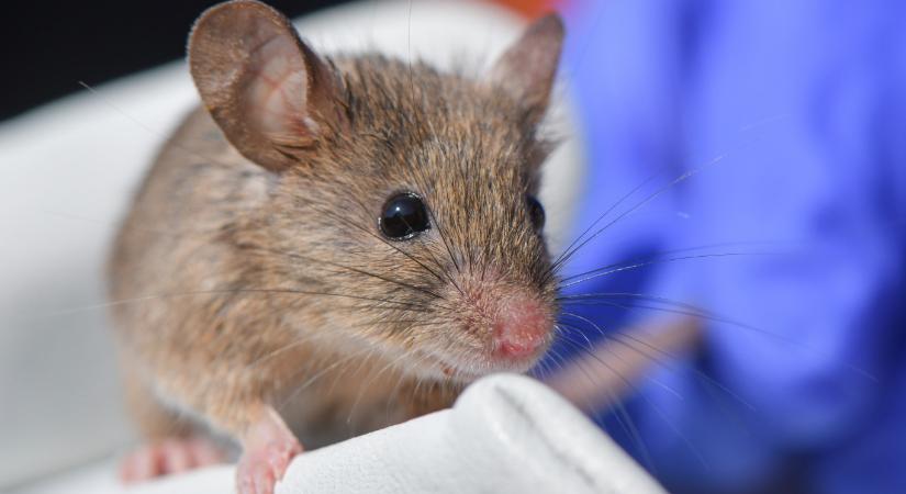 Székletátültetés hozott meglepő javulást fiatal egerek termékenységében