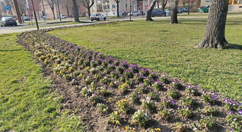 Felkészültek a klímaváltozásra: esőkert és szárazságtűrő növények