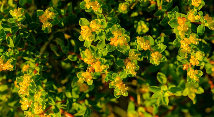 Kert: Hódít a retro cserjés pimpó, ami kevés gondozás mellett is ontja a virágokat