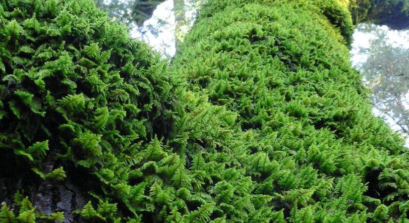 Hazánk védett mohái - az ősi idők emlékei