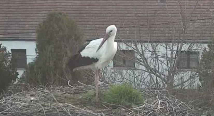 Fertőhomokra is megérkezett a tavasz hírnöke