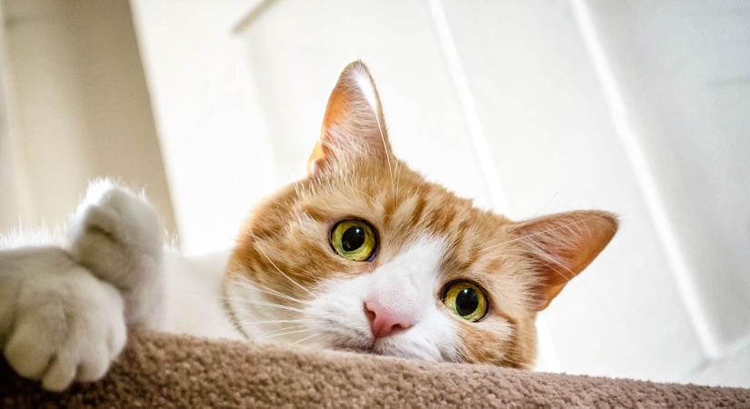 7 dolog, amit sose tegyél a macskáddal: az érzelmeit sérted meg