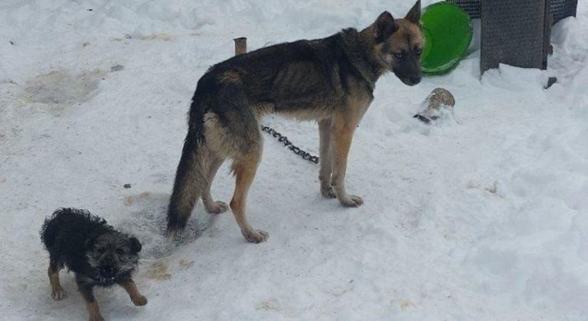 Szigorúbban büntetik az állatkínzást, közérdekű munkára ítéltek egy jászkunsági nőt