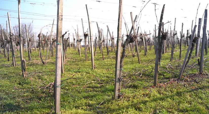 Összefogással az aranyszínű sárgaság ellen