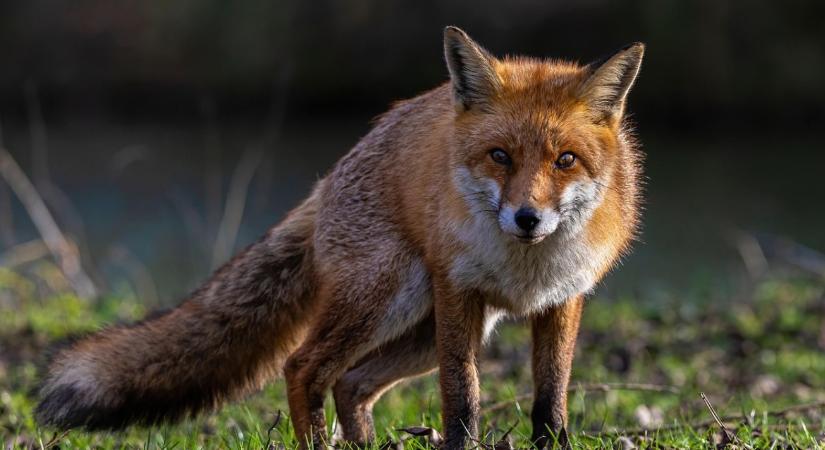 Vigyázat: indul a rókavakcinázás – jön a legeltetési tilalom és az ebzárlat!