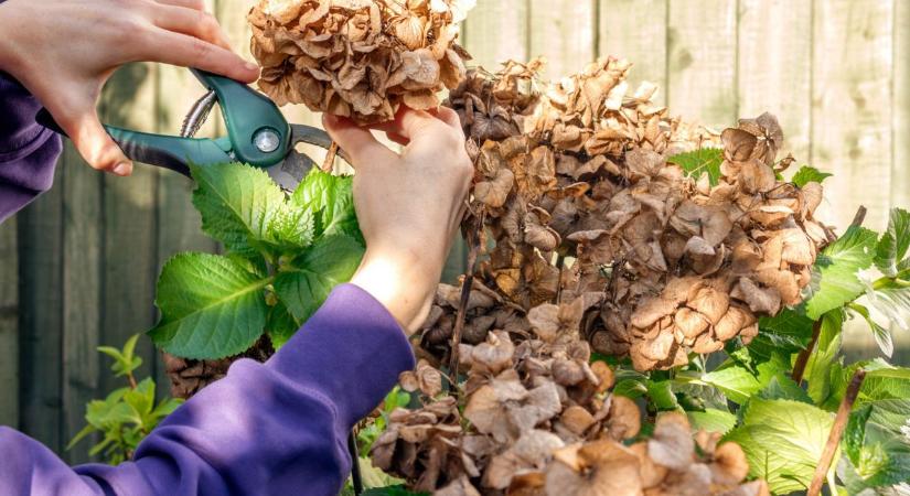 Márciusi metszés: 5 évelő, amit most kell visszavágni, és néhány, amihez inkább ne nyúlj!