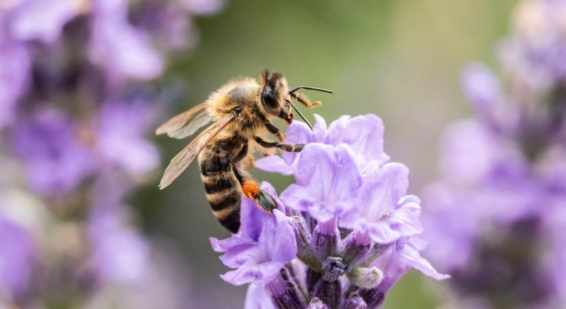 Segítsünk abban, hogy tavasszal felébredjen a természet!