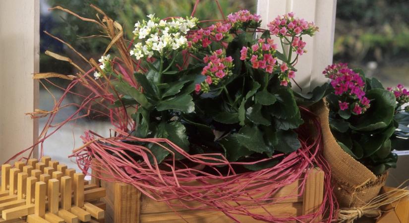 Így fog még nyáron is virágozni a nőnapi korallvirág