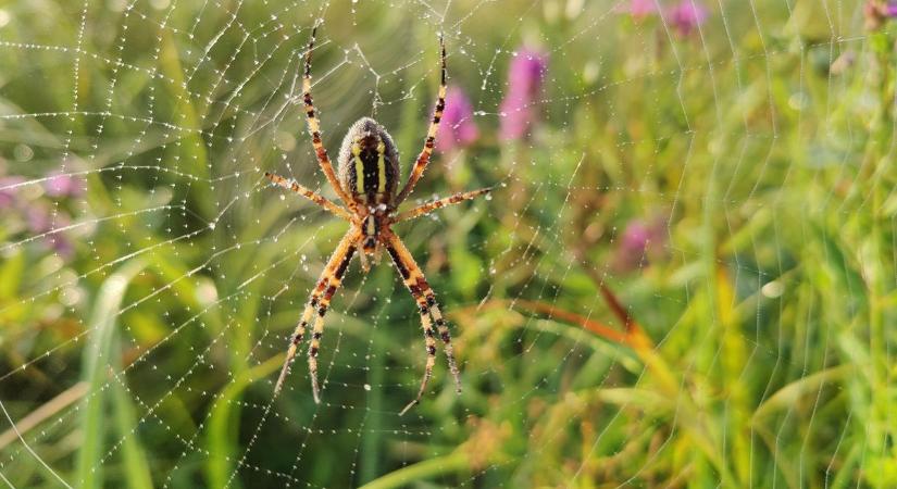Rengetegen rettegnek a pókoktól, pedig nélkülük nem működne a természet