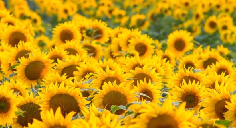 Stabil termés vagy maximális hozam – kell-e választani?