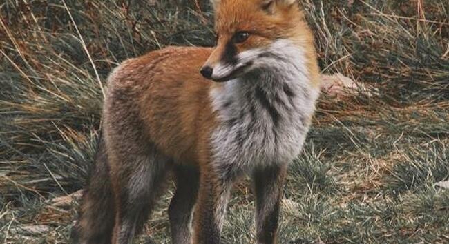 Érdemes erre figyelni, hamarosan indul a tavaszi rókavakcinázás