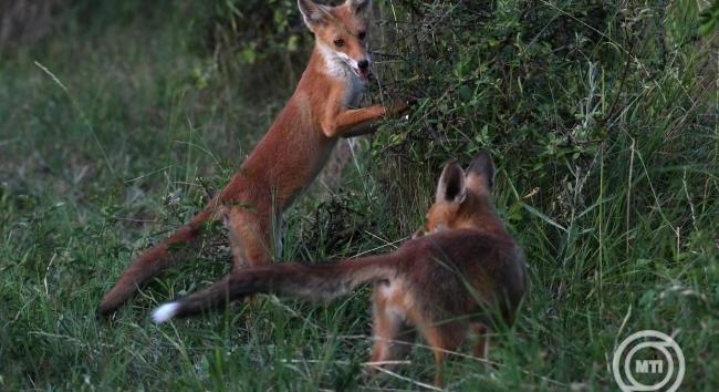 Hamarosan indul a tavaszi rókavakcinázás