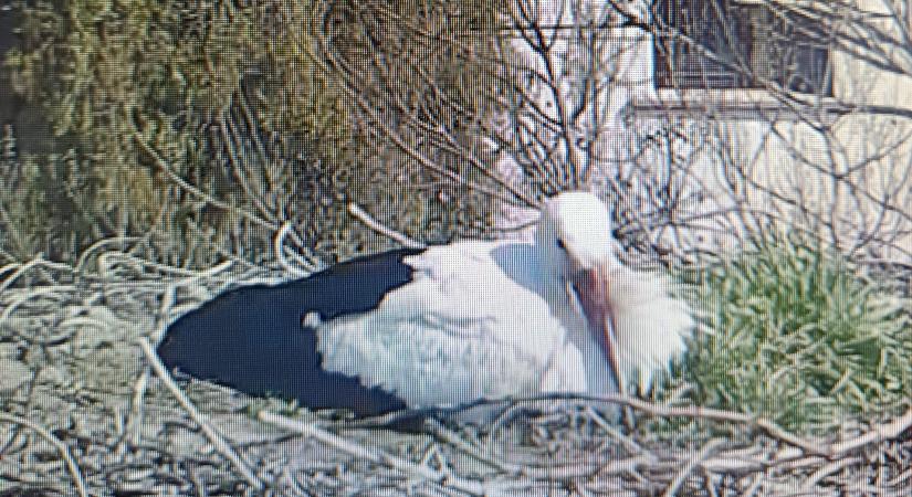 Itt a tavasz: gólyahír a Fertő parton