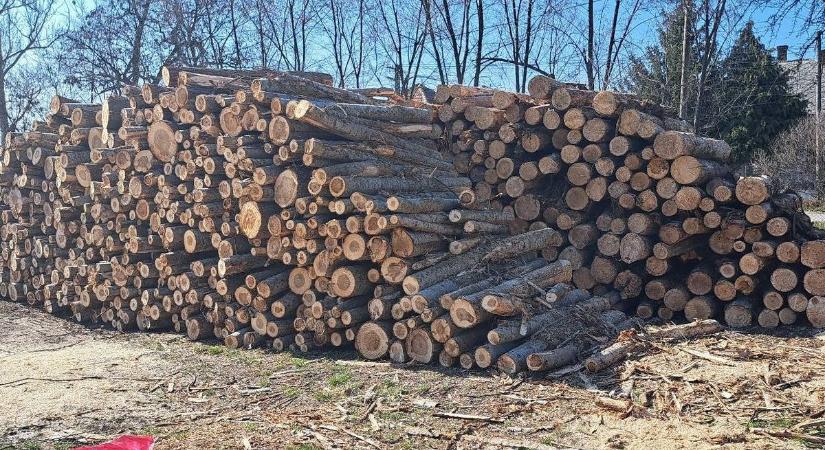 Szociális tűzifa érkezett Törökszentmiklósra, közel száz család kap támogatást