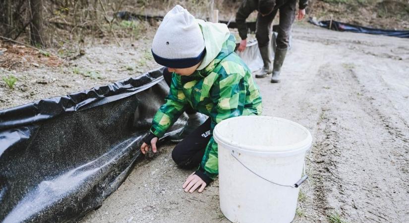 Sorompóval védik a vonuló kétéltűeket a soproni parkerdőben