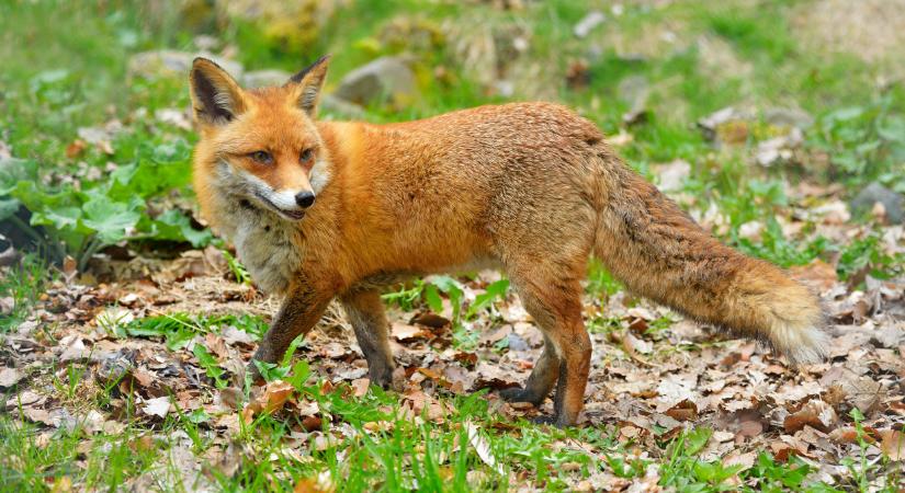 Fontos felhívás jött: ez vár sok kutyatulajdonosra március 28-tól