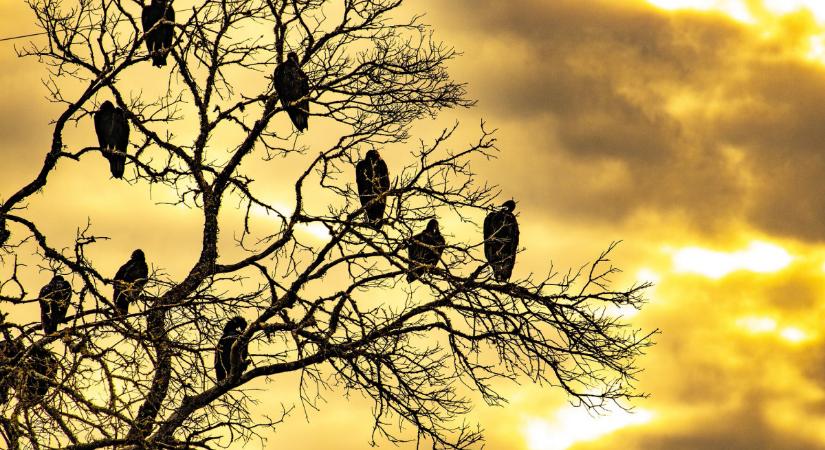 A klímavédelem paradoxona, avagy mi történik, ha csak Európa játszik szabályosan