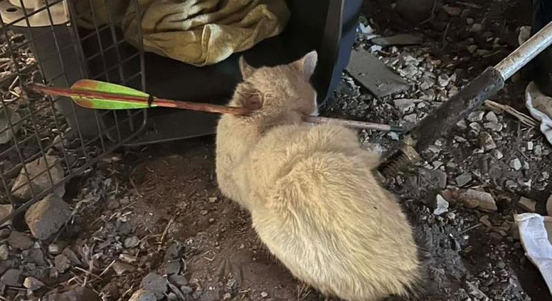 Gyalázatos állatkínzás: nyílvesszővel lőtték át a kóbor kandúrt Debrecenben