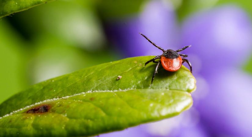 Húsallergiát okozó horrorkullancsok jelentek meg