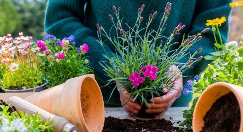 Téli álomból ébredezik a kertünk: szakértői tippek a tavaszi induláshoz