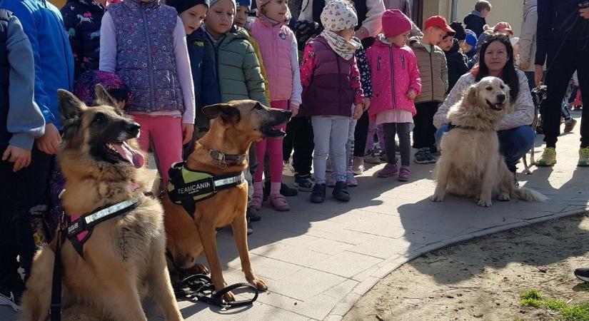 Kutyák lepték el a győrújfalui ovit
